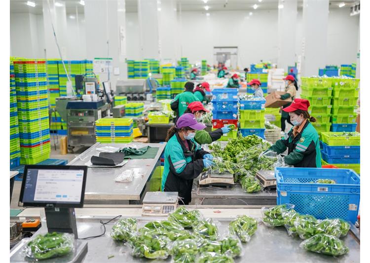 東莞塘廈鎮附近承包食堂生鮮蔬菜配送與農副產品服務指南